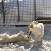 雪はテンションハイ