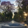 メキシコシティJacaranda便り2019総集編