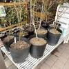 道の駅に納品、農園の見回りとツクシ　/　サクラが開花
