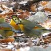 カップルで見たい相思相愛のかわいい鳥、ソウシチョウ