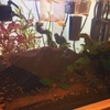 アクアリウム！水槽紹介♪