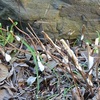 シモバシラの茎に氷の花