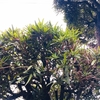 なにかより劣るイヌマキの木🌲