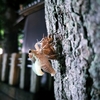 月夜の晩の神社の境内にて⑤