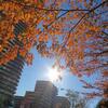 里の紅葉２