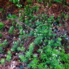 カタクリの移植地と群生地へ行って見たら