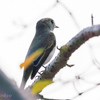 🐦野鳥の回【86】🆕59種類目コサメビタキ？？？？