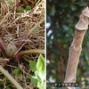 寒桜 咲いても春は まだ来ぬと 梅の蕾みに 鳥も声無く。