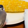 トウモロコシを食べてみる