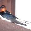 ツバメの飛来幸福のシンボル　　今年もわが家にもやってきたけれど