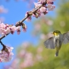 🐥上野公園でメジロ撮影😊