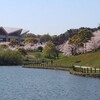 中央公園の桜