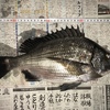 ３月２４日 真鯛・チヌ釣り 長崎港