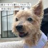 🐾16歳ヨーキーとの毎日。シニア犬との暮らしで“買ってよかったもの”3選