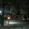  新宿花園神社夜桜その2