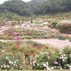 バラの花