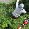 ササには勝てない、マンションの植栽