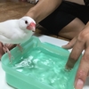 わさびの水浴び🐥