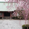 雨のお寺のシダレザクラ