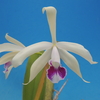 Cattleya Kawabe Katsuko  