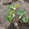 無事に発芽した