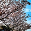 SAKURA 🌸桜(*´▽｀*)