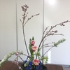春を先取りするネコヤナギ