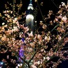 #スカイツリーと夜桜