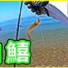 【ダイソー釣具】🐟シロギスを食べたいのであ～る❗in三河湾【釣行日2023/7/11(金)】