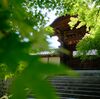新緑の京都 光明寺