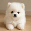 白いポメラニアンの赤ちゃんと暮らすということ｜ふわふわな命を迎える前に知っておきたい7つのこと