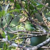 ヒムネオオハシ(Channel-billed Toucan)など