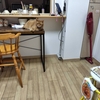 猫さんの居場所