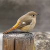 奈良県営馬見丘陵公園で野鳥の撮影。EF70-300mm F4-5.6 IS II USMにて。