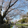 近江八幡桜満開その６