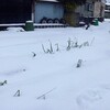 また雪が降る