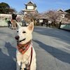 能登復興支援の旅#4(兼六園の朝桜)
