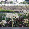 白い曼殊沙華