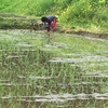恒例の田植え（令和３年５月２３日）