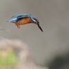 カワセミ｜宙にいる、だけなら簡単に写せる、けれど...／“鳥を写す”ことにある 全く別の世界