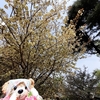 #上野公園#桜#鬱金桜#八重桜#一葉桜