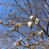 桜とテントと週末日記