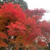 嵐山高雄ドライブウェイの紅葉は、格別でした