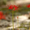 小鳥の森：彼岸花