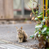 八重山諸島のねこさん