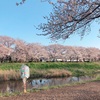 黒目川の桜を見てきました(^^)