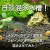 日淡混泳水槽！メダカ・タナゴ・エビ・ドジョウを混泳させてみた！