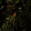 ヤエヤマオオコウモリ