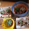 水やりと植え替えしました【多肉植物】