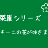 その４４９　ズッキーニの花が咲きました